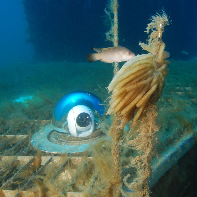 Aquarium mit Unterwasserroboter