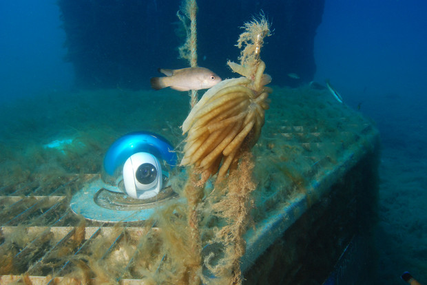 Aquarium mit Unterwasserroboter