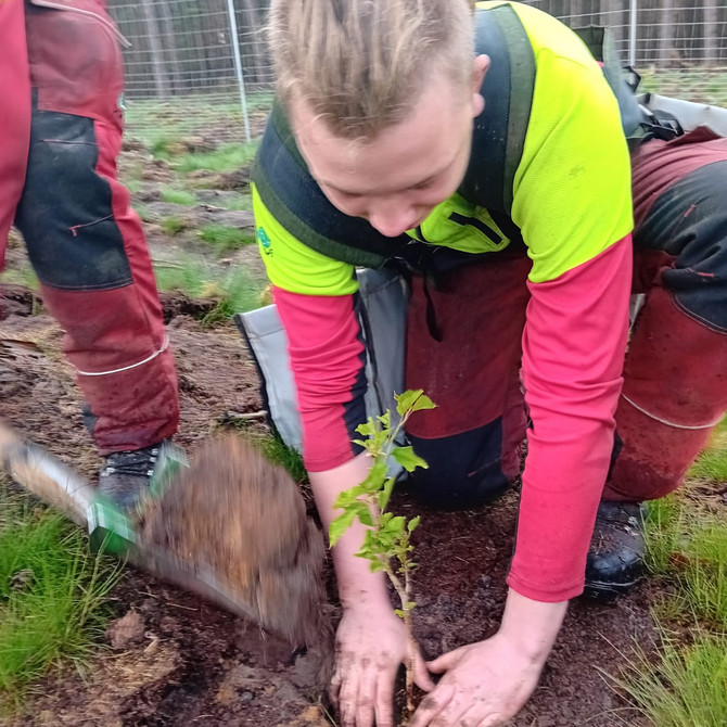 Ein Mädchen, das einen Baum pflanzt