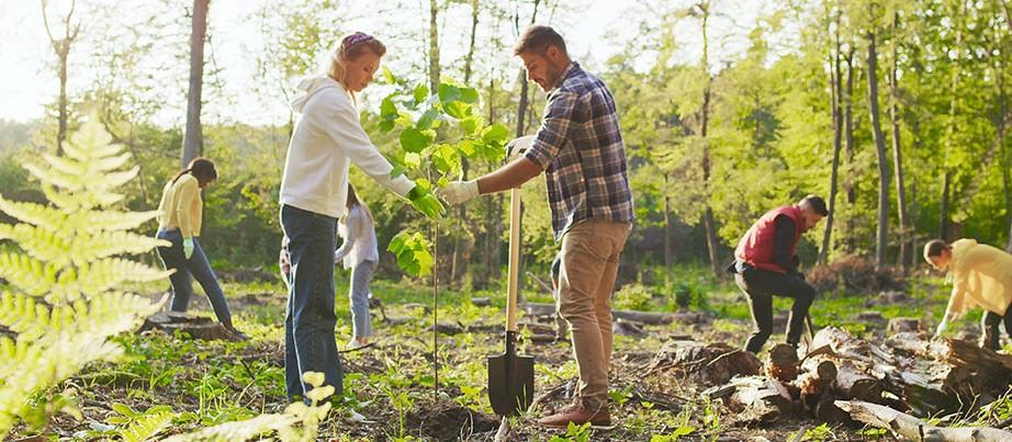 Zwei junge Menschen pflanzen einen Baum im Wald