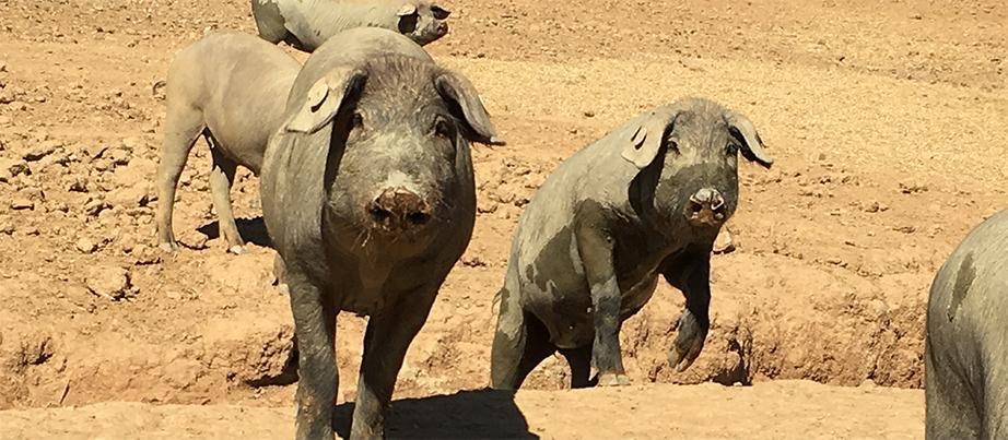 Schweine auf dem Feld