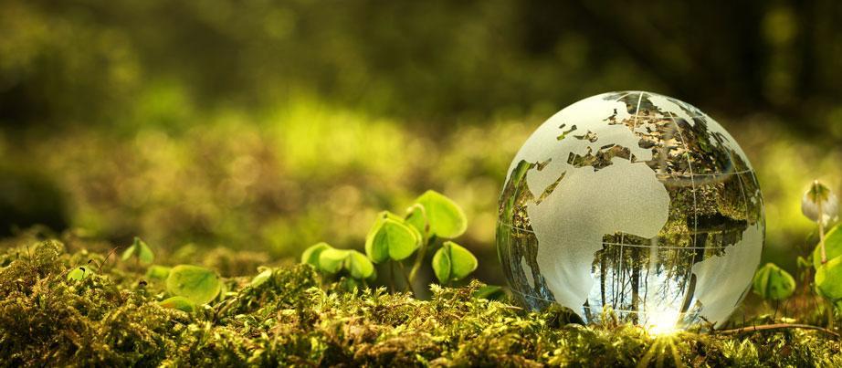 Nachhaltigkeitskonzept: Nahaufnahme von einem Globus aus Glas im Wald