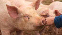 Schwein